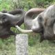 Cute asian elephant couple #26  仲良しアジアゾウ　【Cute animal videos】【ズーラシア】